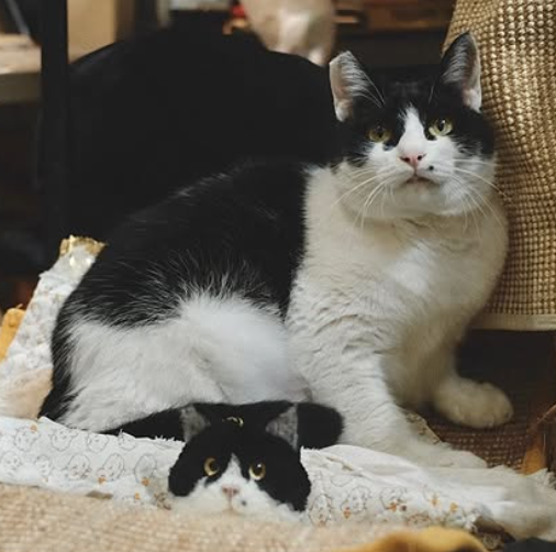 Screenshot 2025-12-20 at 23.30.30